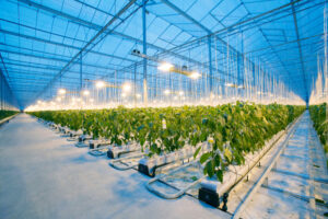 AGRICULTURE AUTOMATION FOR GOOD EFFICIENCY And PRODUCTIVITY.